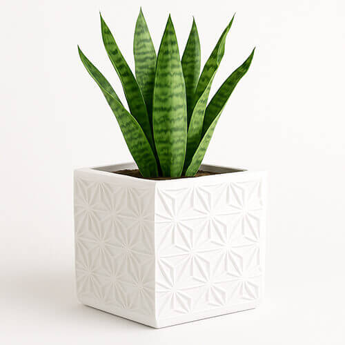 White square planter with an embossed Asanoha geometric pattern, holding an upright green snake plant against a clean white background.