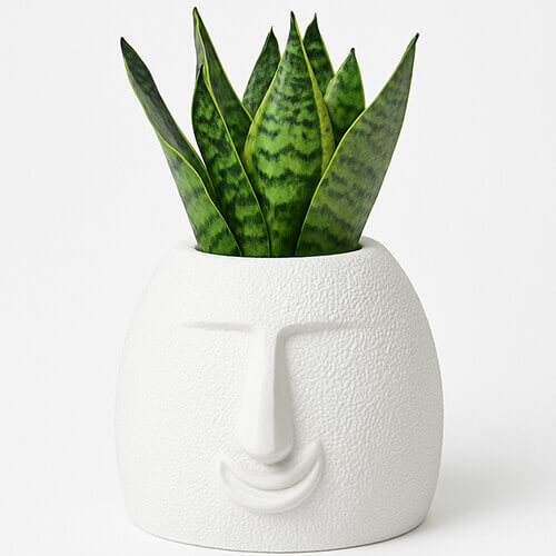 White textured smile face 3D printed PLA planter with green snake plant on white background.